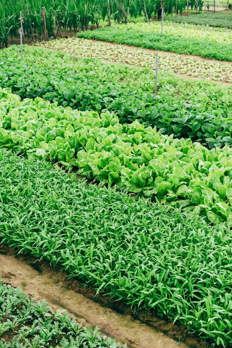 Phát triển Chuỗi Giá trị Nông sản Sinh thái đạt Tiêu chuẩn VietGAP / Organic