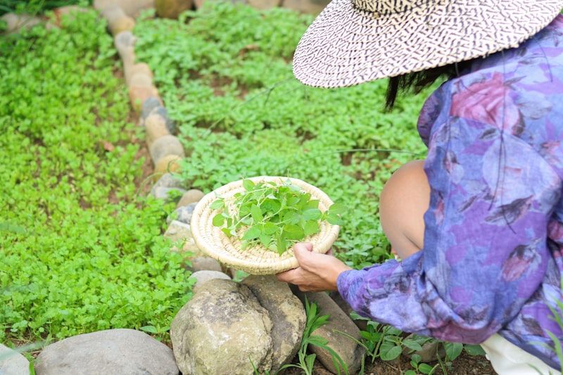 Ứng dụng Công nghệ Chế biến và Bảo quản Sau Thu hoạch cho Trái cây Chủ lực